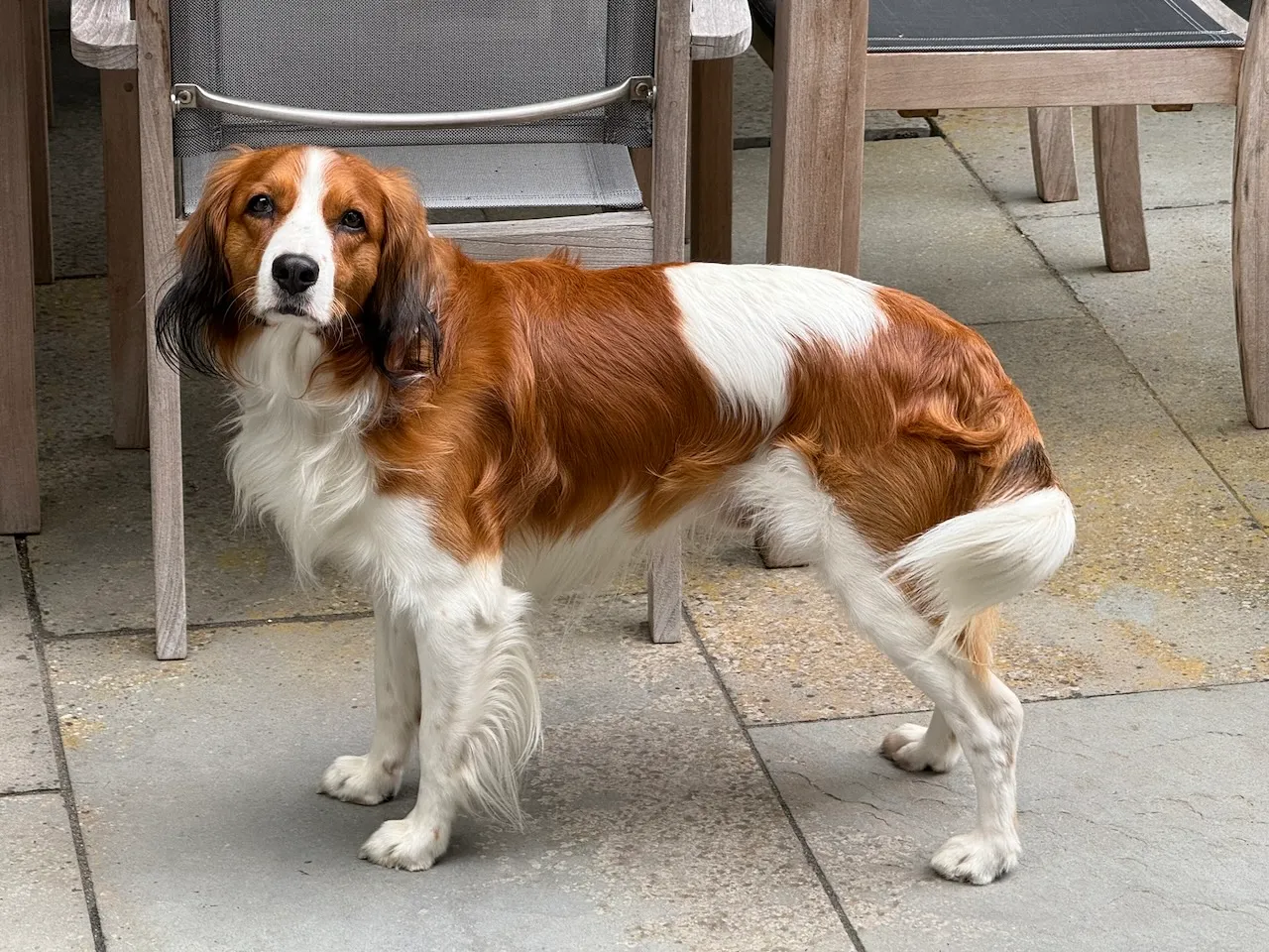 Olaf the Kooikerhondje